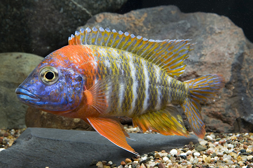 picture of Red Fire Queen Peacock Cichlid Lrg                                                                   Aulonocara baenschi 'Red'
