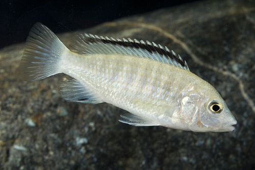 picture of White Labidochromis Caeruleus Cichlid Reg                                                            Labidochromis caeruleus