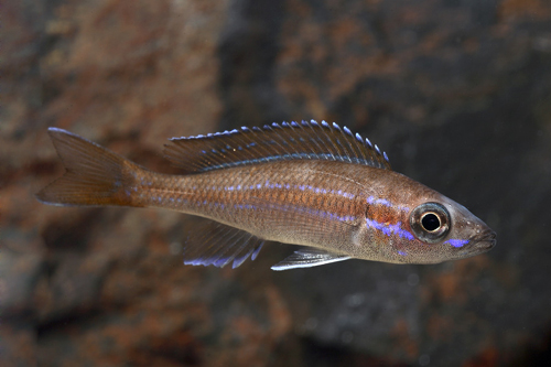 picture of Blue Neon Paracryp. Nigripinnis Cichlid Lrg                                                          Paracryprichromis nigripinnis