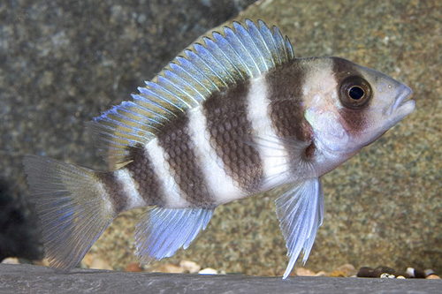 picture of Cyphotilapia Frontosa Cichlid Reg                                                                    Cyphotilapia frontosa