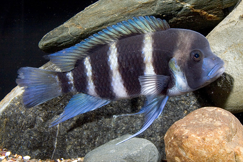 picture of Cyphotilapia Frontosa Cichlid Xlg                                                                    Cyphotilapia frontosa