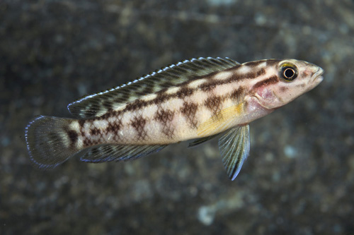 picture of Julidichromis Marlieri Cichlid Sml                                                                   Julidochromis marlieri