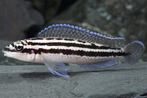 picture of Julidochromis Dickfeldi Cichlid Med                                                                  Julidochromis dickfeldi