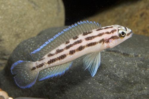 picture of Julidochromis Ornatus Cichlid Sml                                                                    Julidochromis ornatus