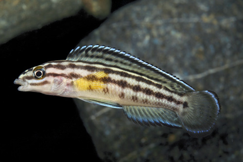 picture of Julidochromis Regani Cichlid Med                                                                     Julidochromis reganni