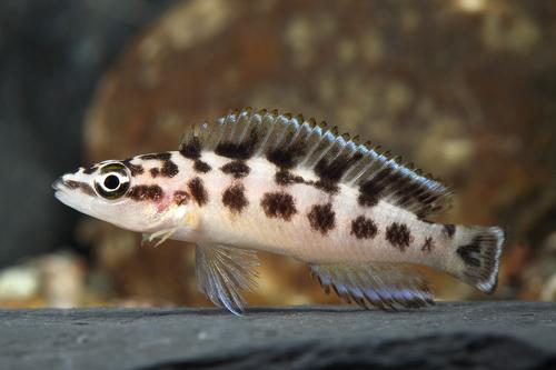 picture of Julidochromis Transcriptus Cichlid Sml                                                               Julidochromis transcriptus