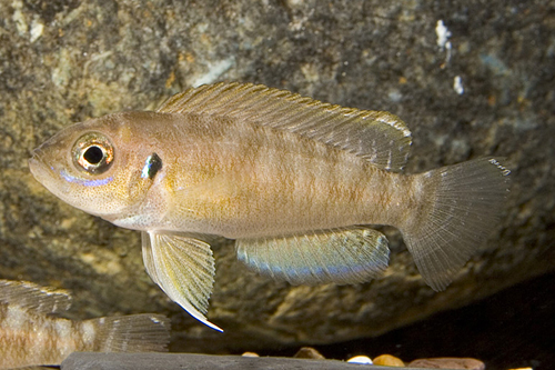 picture of Lamprologus Brevis Cichlid Sml                                                                       Neolamprologus brevis