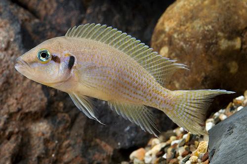 picture of Daffodil Neolamprologus Brichardi Cichlid M/S                                                        Neolamprologus pulcher