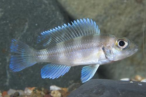 picture of Neolamprologus Tretocephalus Cichlid M/S                                                             Neolamprologus tretocephalus