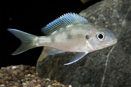 picture of Ophthalmotilapia Ventralis Cichlid Reg                                                               Ophthalmotilapia ventralis