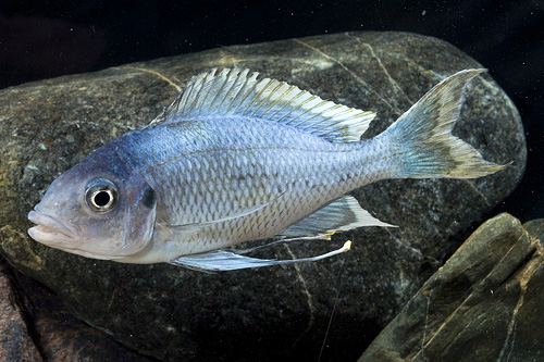 picture of Ophthalmotilapia Ventralis Cichlid Shw                                                               Ophthalmotilapia ventralis