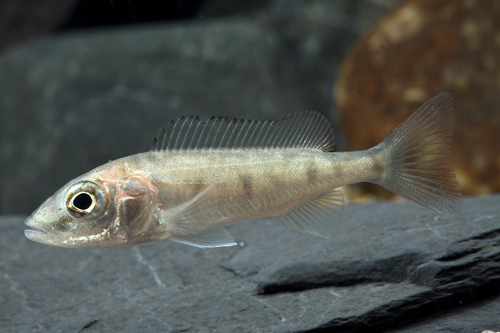 picture of Tanganyikan Emperor Cichlid Reg                                                                      Boulengerochromis microlepis