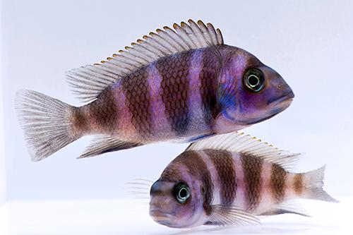 picture of Blue Frontosa Cichlid Zaire Reg                                                                      Cyphotilapia frontosa 'Zaire Blue/Moba Sapphire'