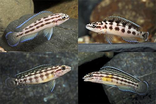 picture of Assorted Julidochromis Cichlids Reg                                                                  Julidochromis spp.