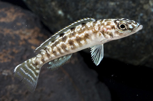 picture of Lepidiolamprologus Nkambae Cichlid Reg                                                               Lepidiolamprologus kendalli ‘Nkambae’