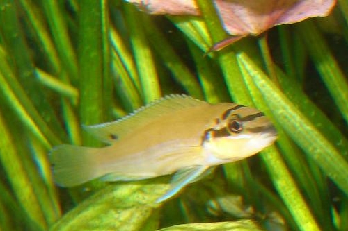 picture of Masked Chalinochromis Brichardi Cichlid Reg                                                          Chalinochromis brichardi