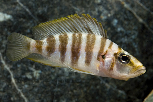 picture of Gold Altolamprologus Compressiceps Cichlid Reg                                                       Altolamprologus compressiceps