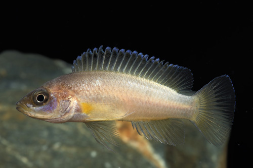 picture of Neolamprologus Mustax Cichlid Reg                                                                    Lamprologus mustax