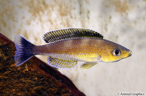 picture of BlueOrchid Cyprichromis Leptosoma Cichlid Reg                                                        Cyprichromis leptosoma var. Chaitika