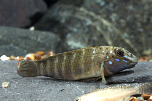 picture of Blue Point Eretmodus Cichlid Tank Raised Sml                                                         Eretmodus cyanostictus var. Blue Point
