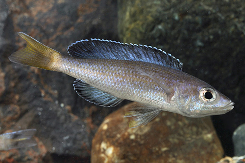 picture of Jumbo Kitumba Cyprich. Leptosoma Cichlid Reg                                                         Cyprichromis leptosoma 'Jumbo Kitumba'