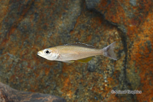 picture of Kamakonde Cyprichromis Leptosoma Cichlid Reg                                                         Cyprichromis leptosoma var. Kamakonde