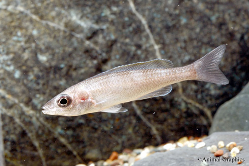 picture of Kerenge Island Cypr. Leptosoma Cichlid Med                                                           Cyprichromis leptosoma var. Kerenge Island