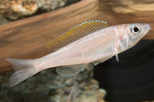 picture of Orangetail Cyprichromis Leptosoma Cichlid Reg                                                        Cyprichromis leptosoma var. Kabogo