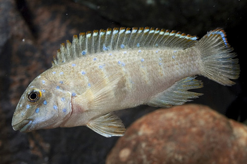 picture of Yellow Bar Eretmodus sp. Kipili Cichlid Reg                                                          Eretmodus sp. Var. Kipili yellow bar