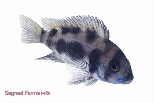 picture of Black Widow Frontosa Cichlid Sml                                                                     Cyphotilapia frontosa 'Black Widow'