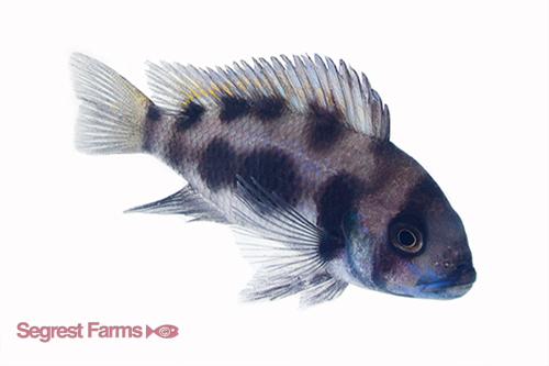picture of Black Widow Frontosa Cichlid Med                                                                     Cyphotilapia frontosa 'Black Widow'