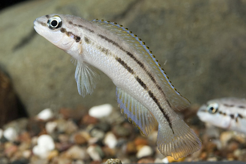 picture of Chalinochromis Popelini Cichlid Reg                                                                  Chalinochromis popelini        