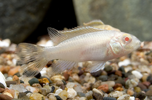 picture of Albino Kribensis Cichlid Sml                                                                         Pelvicachromis pulcher 'Albino'