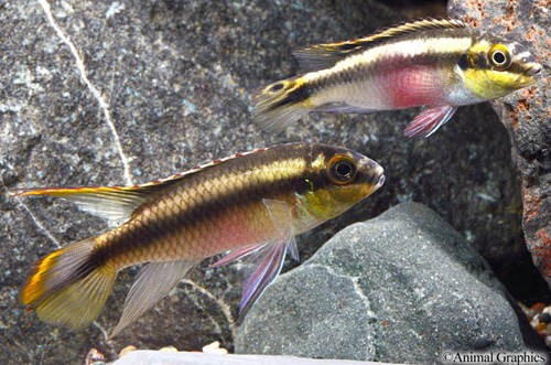 picture of Kribensis Cichlid Med                                                                                Pelvicachromis pulcher