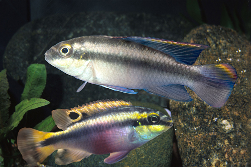picture of Kribensis Cichlid Shw                                                                                Pelvicachromis pulcher