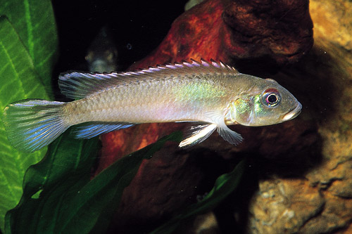 picture of Nannochromis Nudiceps Cichlid Reg                                                                    Nannochromis nudiceps