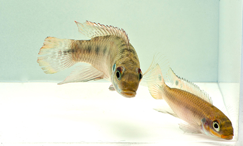 picture of Kribensis Cichlid Wild Reg                                                                           Pelvicachromis taeniatus
