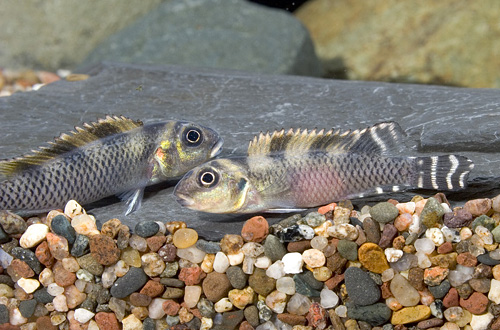 picture of Nannochromis Transvestitus Cichlid Reg                                                               Nanochromis transvestitus