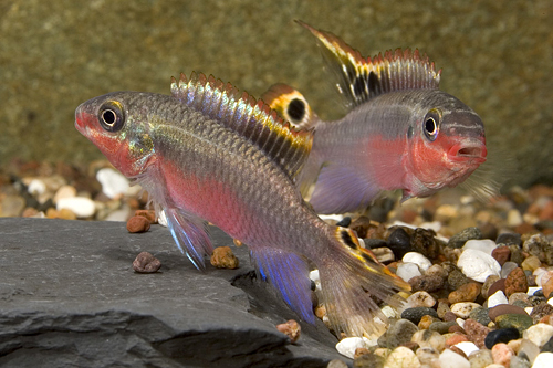 picture of Super Red Kribensis Cichlid Reg                                                                      Pelvicachromis pulcher 'Super Red'
