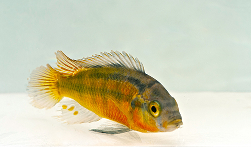 picture of Rock Kribensis Cichlid Reg                                                                           Haplochromis sauvagei 