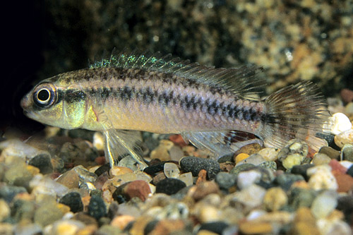 picture of Nanochromis Dimidiatus Cichlid Reg                                                                   Nannochromis dimidiatus