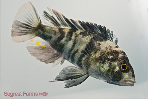 picture of Black Piebald Paralabidochromis Cichlid Reg                                                          Paralabidochromis chromogynos