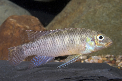 picture of Moliwe Kribensis P. Taeniatus Cichlid Reg                                                            Pelvicachromis taeniatus var. Molive