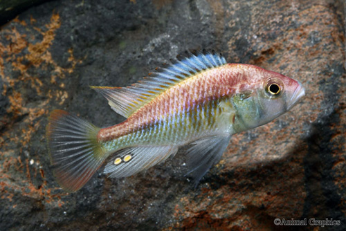 picture of Kyoga Xyistichromis sp. Flameback Cichlid Sml                                                        Xystichromis sp. 'Kyoga Flameback'