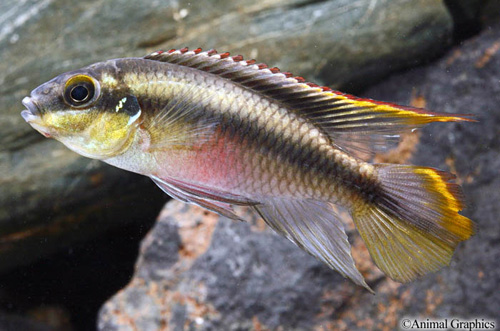 picture of Kribensis Cichlid Male Lrg                                                                           Pelvicachromis pulcher