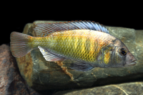 picture of Hap Obliquidens Cichlid Male Med                                                                     Haplochromis obliquidens