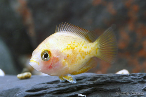 picture of Red Chromide Cichlid Sml                                                                             Etroplus maculatus