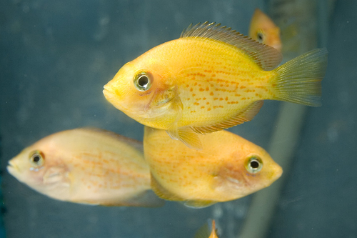 picture of Red Chromide Cichlid Reg                                                                             Etroplus maculatus