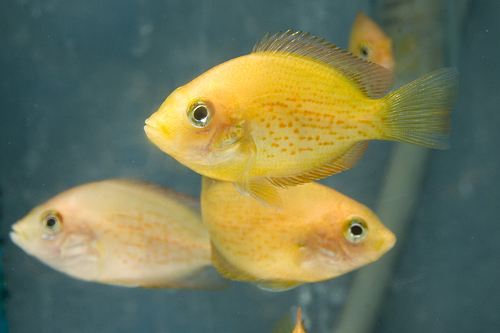 picture of Red Chromide Cichlid Med                                                                             Etroplus maculatus