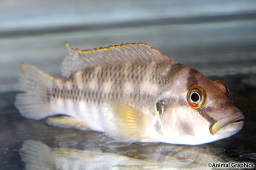 picture of Orthhochromis Stormsi Cichlid Reg                                                                    Orthochromis stormsi  
